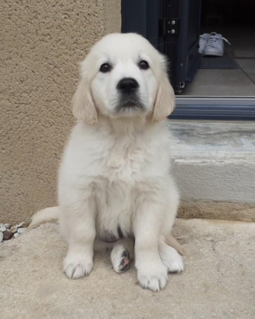 Golden retriever